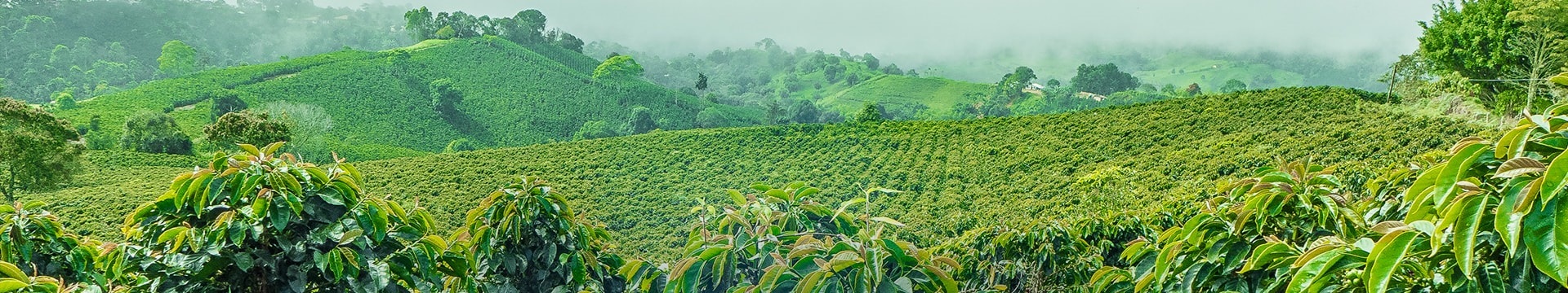 plantacion ghirardelli cafe